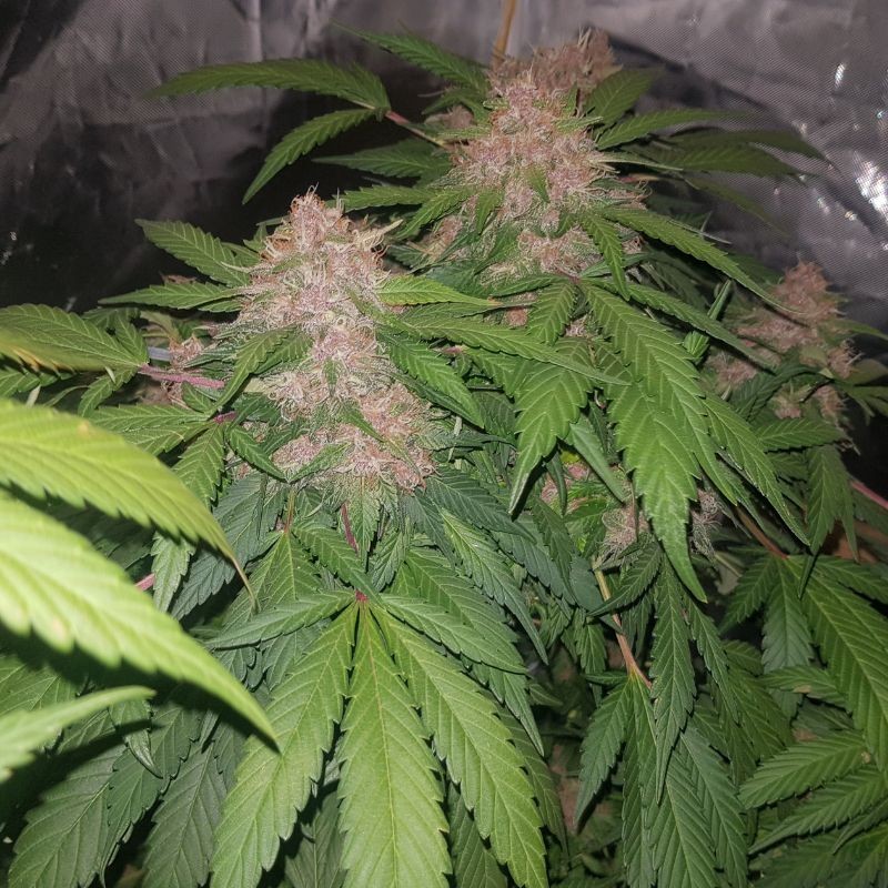 Nasiona marihuany Italian Ice - opis odmiany konopi