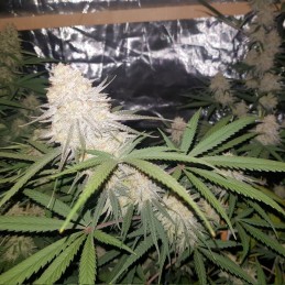 Nasiona marihuany automatyczne Island Punch Auto - opis odmiany konopi