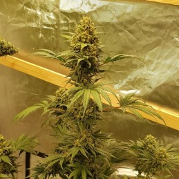 Nasiona marihuany Mint Milano - opis odmiany konopi