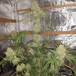 Nasiona marihuany Passion Berry - opis odmiany konopi