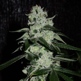 Nasiona marihuany Sugarmill - opis odmiany konopi