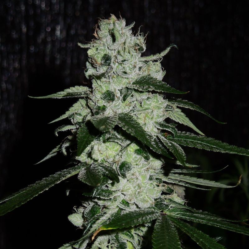 Nasiona marihuany Sugarmill - opis odmiany konopi