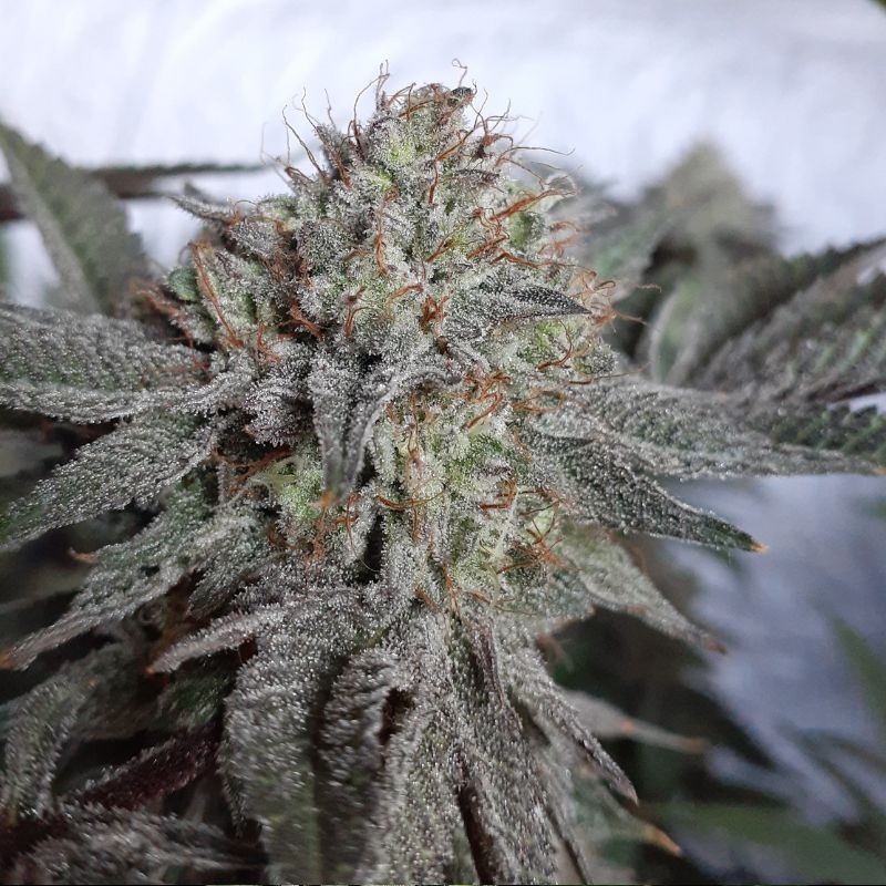 Nasiona marihuany Tiramisu - opis odmiany konopi