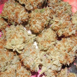 Nasiona marihuany Larry OG Kush - opis odmiany konopi