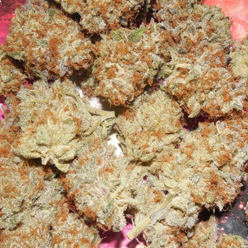 Nasiona marihuany Larry OG Kush - opis odmiany konopi