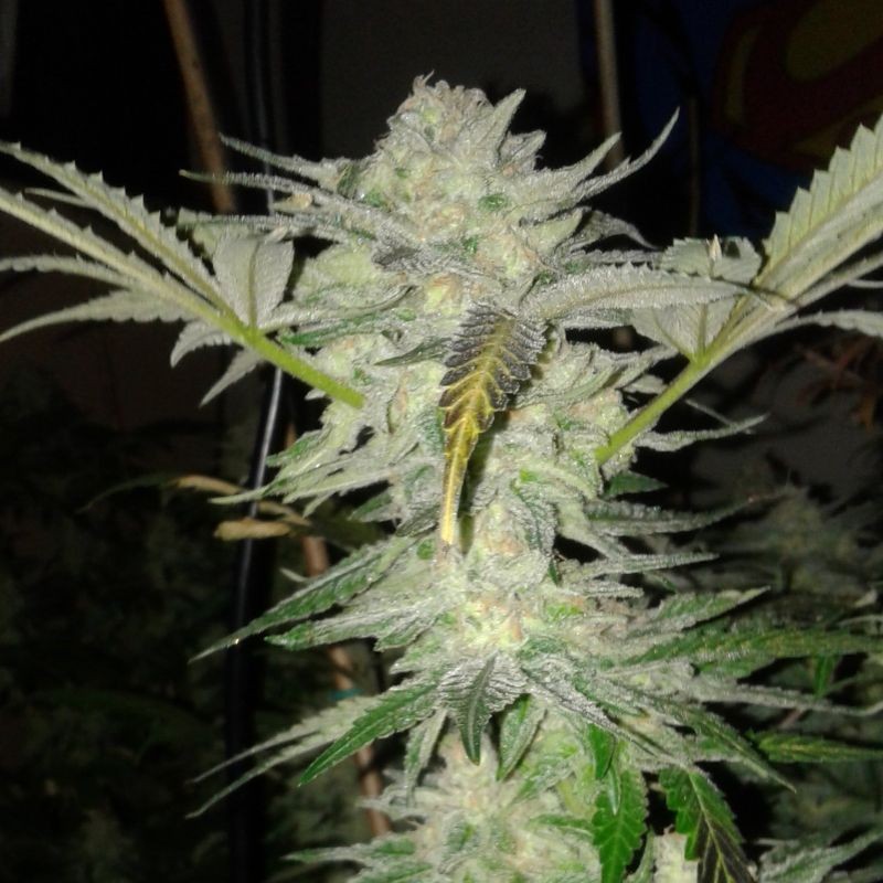 Nasiona marihuany Chem 91 - odmiana konopi