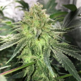 Nasiona marihuany Corleone Kush - odmiana konopi