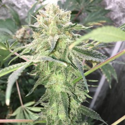 Nasiona marihuany Fire OG - odmiana konopi