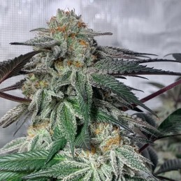 Nasiona marihuany Island Punch - opis odmiany konopi