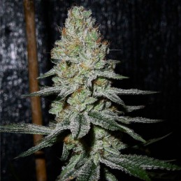Nasiona marihuany Jamaican OG - opis odmiany konopi