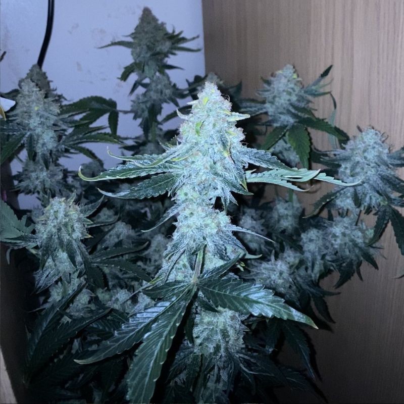 Nasiona marihuany 818 Headband aka Sour OG - odmiana konopi