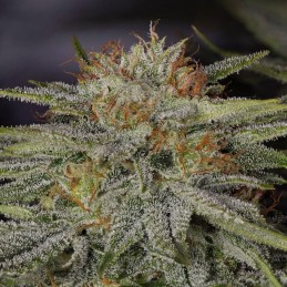 Nasiona marihuany Yumbolt 47 - opis odmiany konopi
