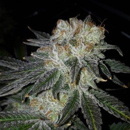 Nasiona marihuany automaty Wild Thailand Ryder Auto - opis odmiany konopi