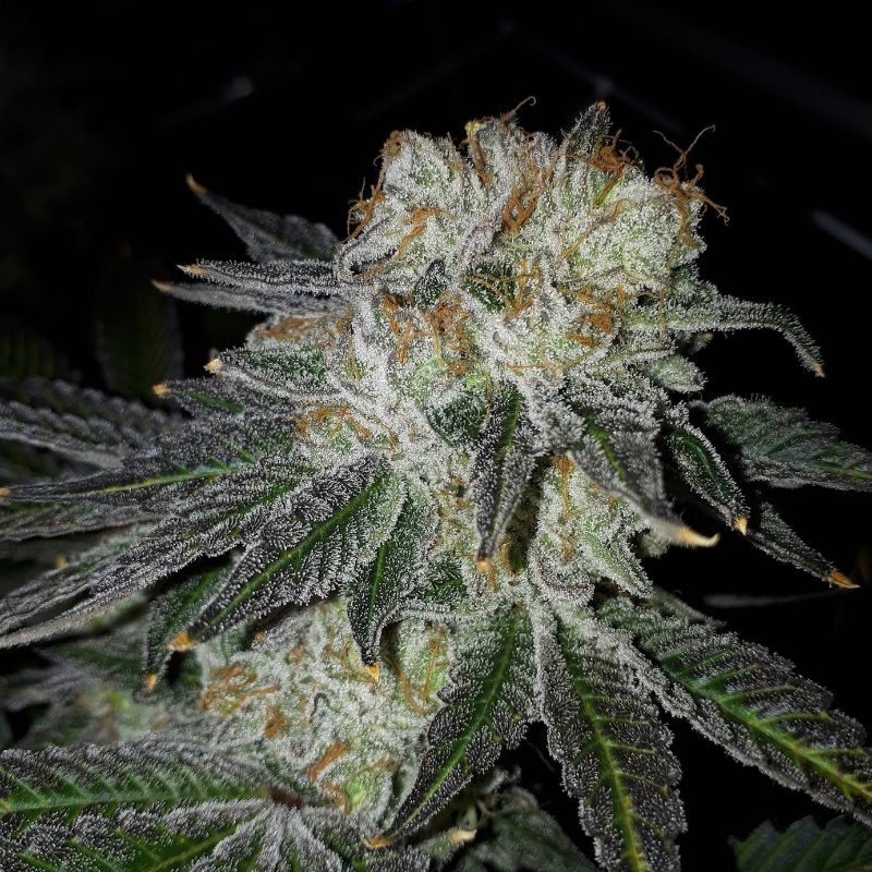Nasiona marihuany automaty Wild Thailand Ryder Auto - opis odmiany konopi