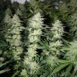 Nasiona marihuany Wild Thailand - opis odmiany konopi