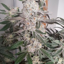 medyczne nasiona marihuany automatyczne Top44 Fast version - opis odmiany konopi