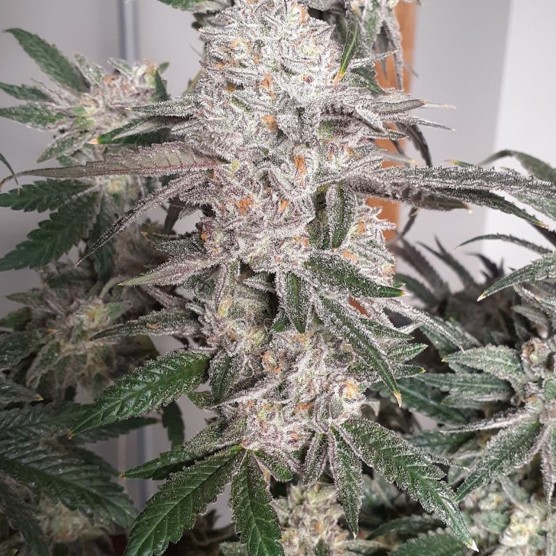 medyczne nasiona marihuany automatyczne Top44 Fast version - opis odmiany konopi