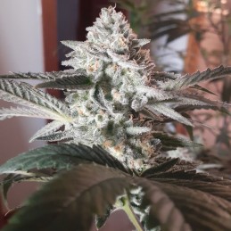 Nasiona marihuany automatyczne Sugar Mango Ryder Auto - opis odmiany konopi