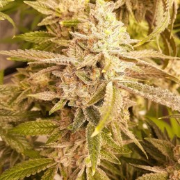 Strawberry Blue Early Harvest