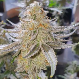 Nasiona marihuany Strawberry Blue - opis odmiany konopi