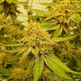 Nasiona marihuany Space - opis odmiany konopi