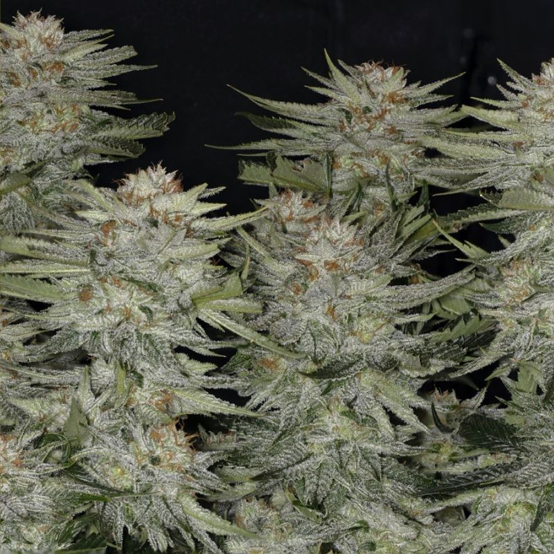 Nasiona marihuany South African Kwazulu - opis odmiany konopi