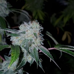 Nasiona marihuany Pakistan Valley - opis odmiany konopi