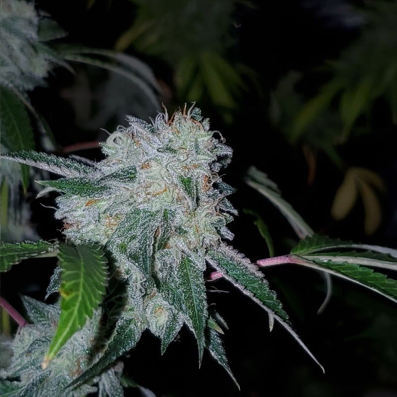 Nasiona marihuany Pakistan Valley - opis odmiany konopi