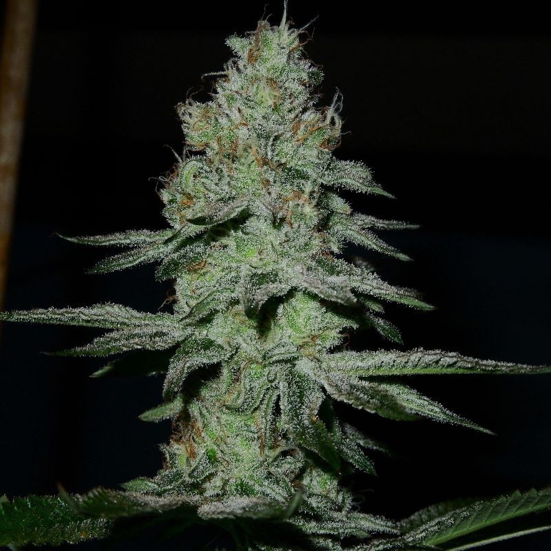 Nasiona marihuany automatyczne Pakistan Ryder Auto - opis odmiany konopi