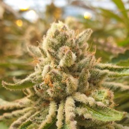 Nasiona marihuany Afghan Kush Early Harvest - odmiana konopi