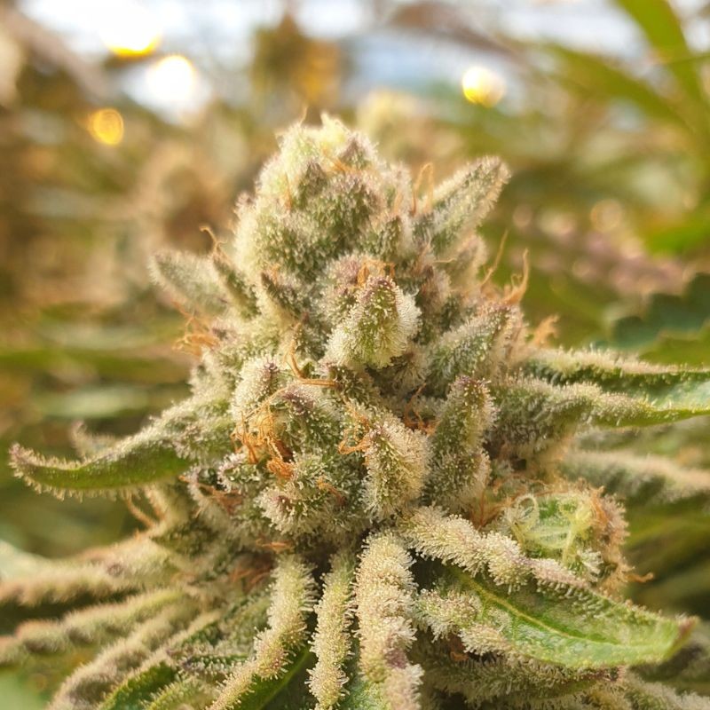 Nasiona marihuany Afghan Kush Early Harvest - odmiana konopi