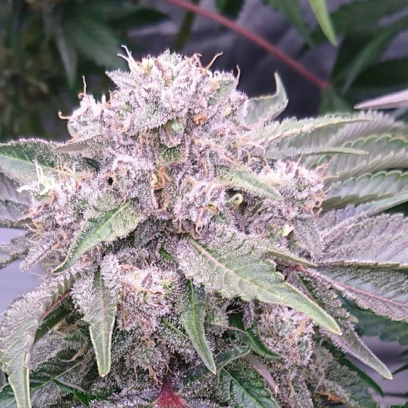 Nasiona marihuany Afghan Kush x Black Domina - odmiana konopi