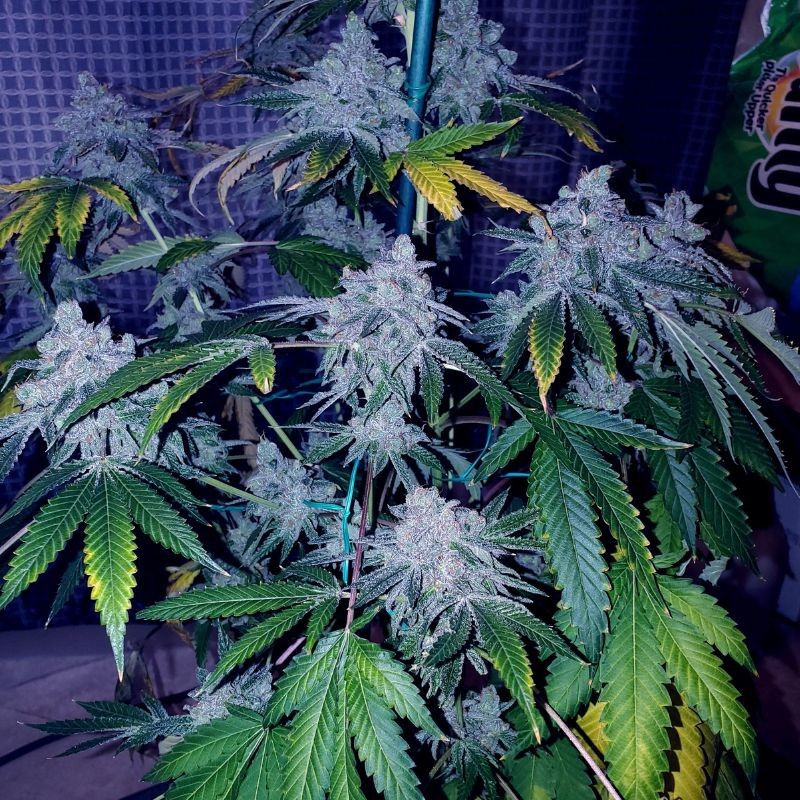 Nasiona marihuany Afghan Kush Ryder Auto - odmiana konopi