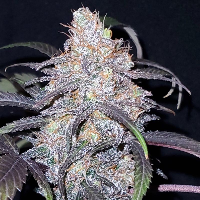 Nasiona marihuany Afghan Kush Special - odmiana konopi