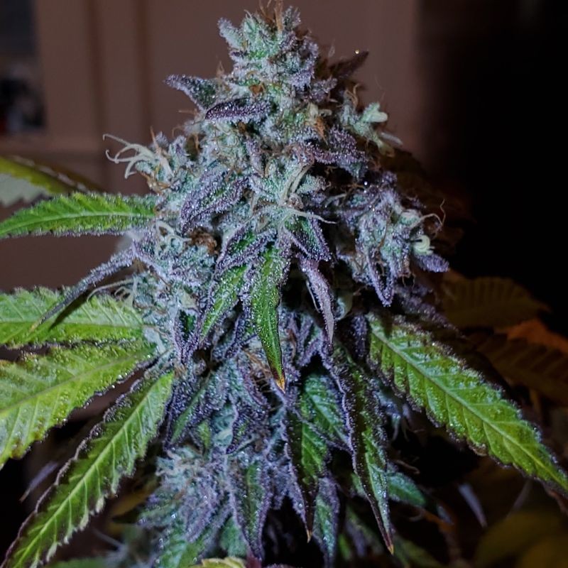 Nasiona marihuany Northern Light X Big Bud - opis odmiany konopi