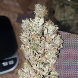 Nasiona marihuany Northern Light x Big Bud Ryder - opis odmiany konopi