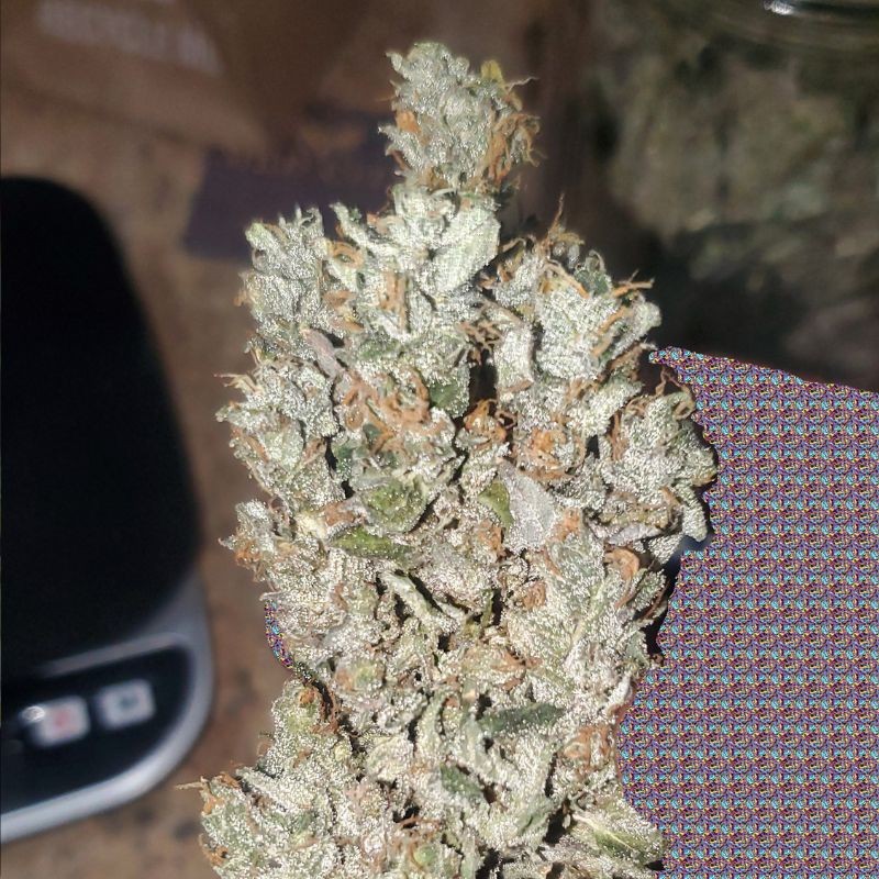 Nasiona marihuany Northern Light x Big Bud Ryder - opis odmiany konopi
