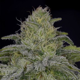 Nasiona marihuany New York 47 - opis odmiany konopi