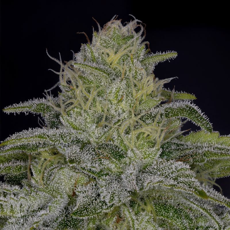 Nasiona marihuany New York 47 - opis odmiany konopi