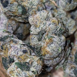 Nasiona marihuany automatyczne Neville Haze Ryder Auto - opis odmiany konopi