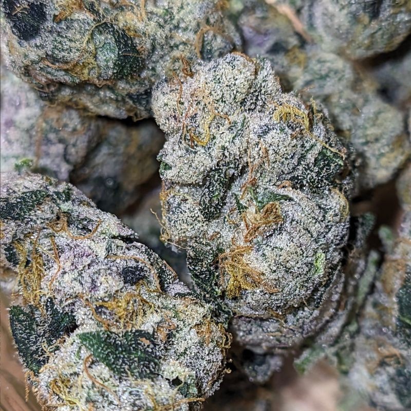 Nasiona marihuany automatyczne Neville Haze Ryder Auto - opis odmiany konopi