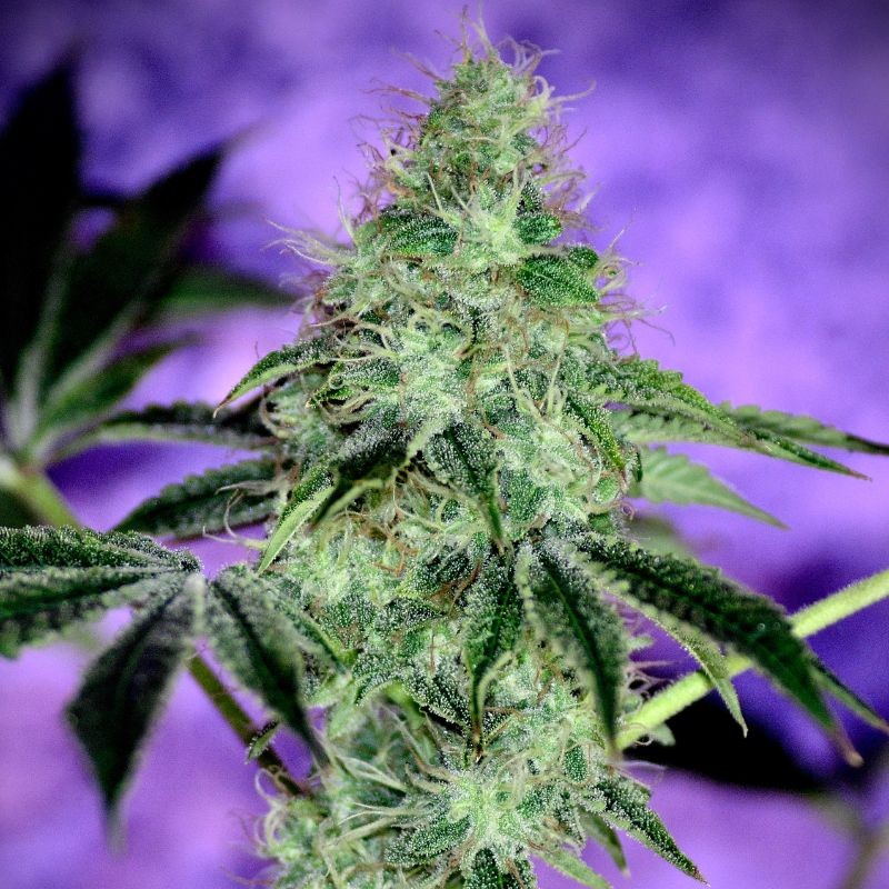 Nasiona marihuany Mazar X White Rhino - opis odmiany konopi