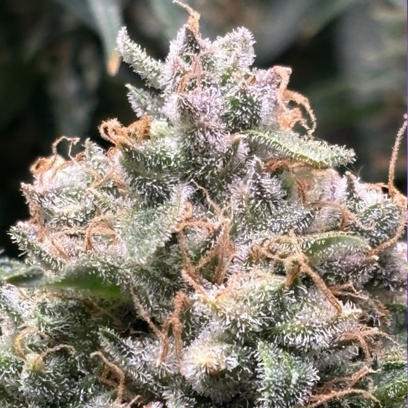 Nasiona marihuany Mazar X Great White Shark - opis odmiany konopi