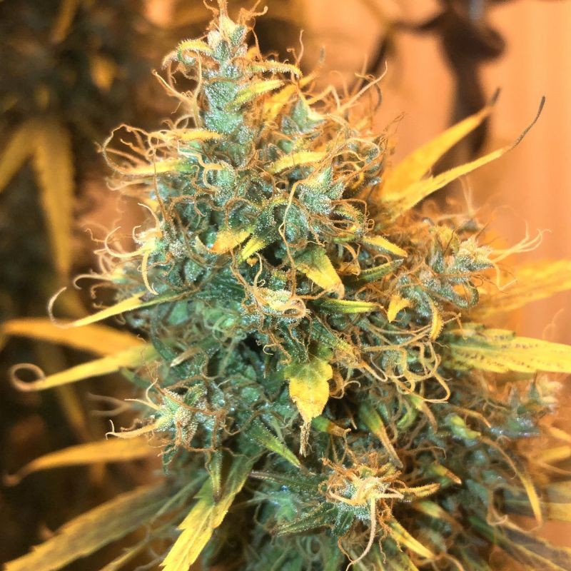 Nasiona marihuany Mazar Kush - opis odmiany konopi