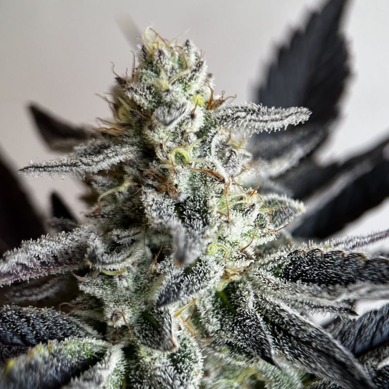 Nasiona marihuany Kilimanjaro - opis odmiany konopi