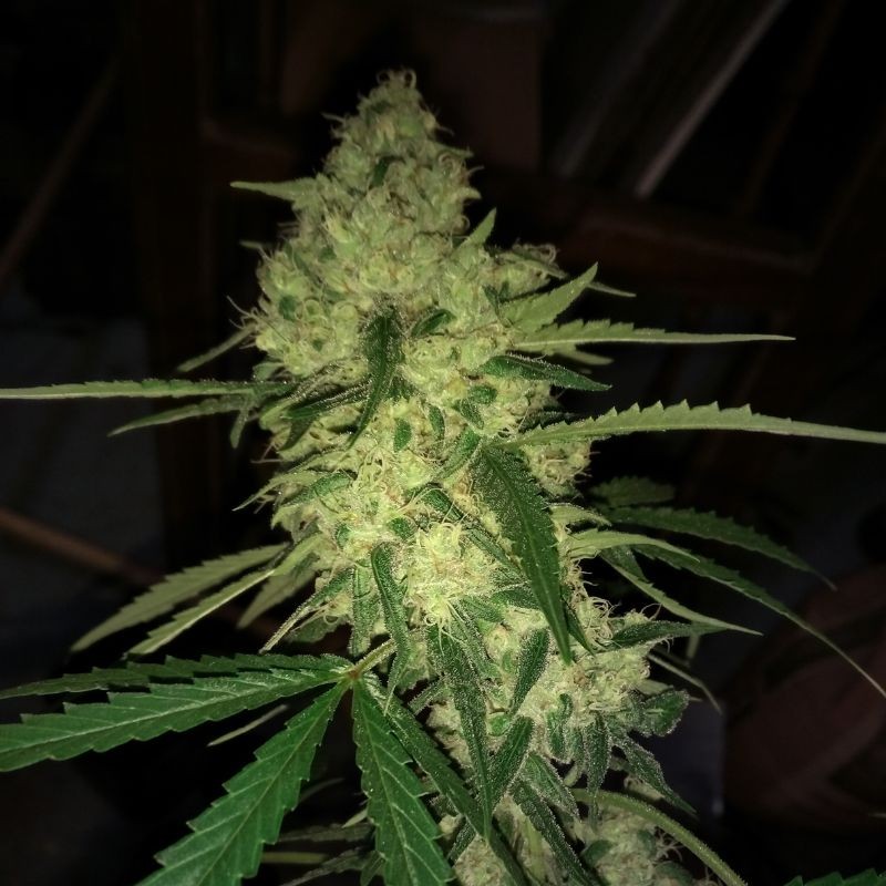 Nasiona marihuany Harlequeen THC Free - odmiana konopi