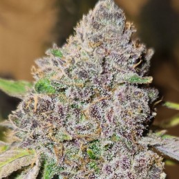 Nasiona marihuany automatyczne Colombian Gold Ryder Auto - odmiana konopi