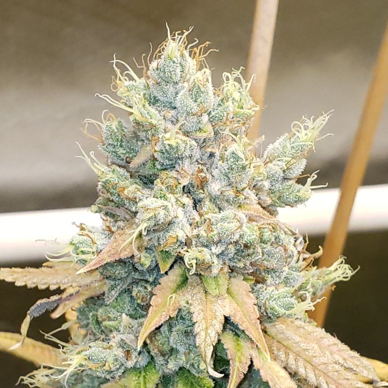 Nasiona marihuany Colombian Gold - odmiana konopi