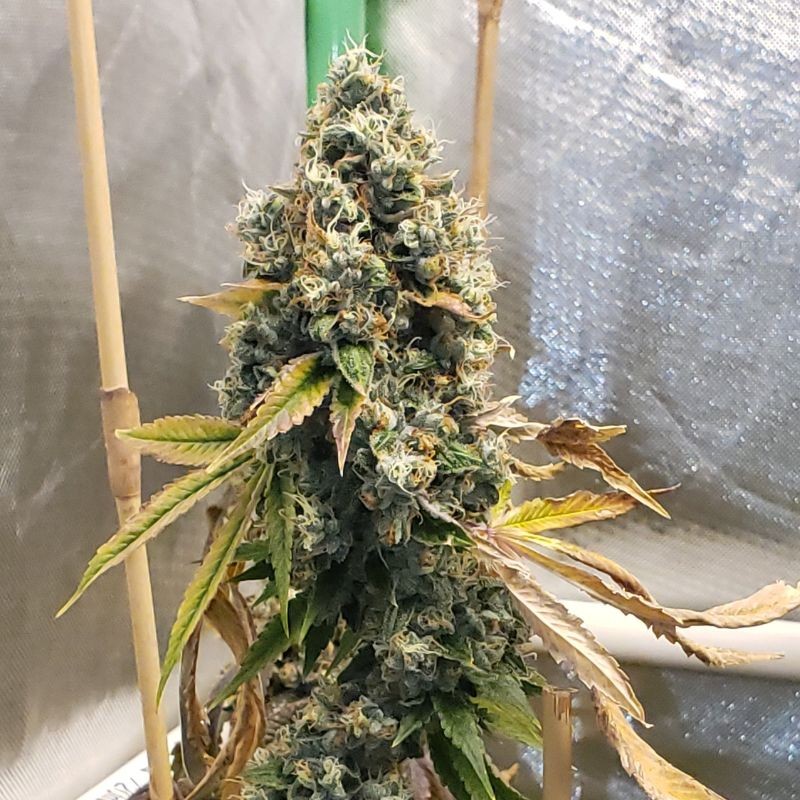 Nasiona marihuany Chronic Haze - odmiana konopi