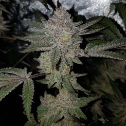 Nasiona medycznej marihuany CBD Tonic 1:20 - odmiana konopi